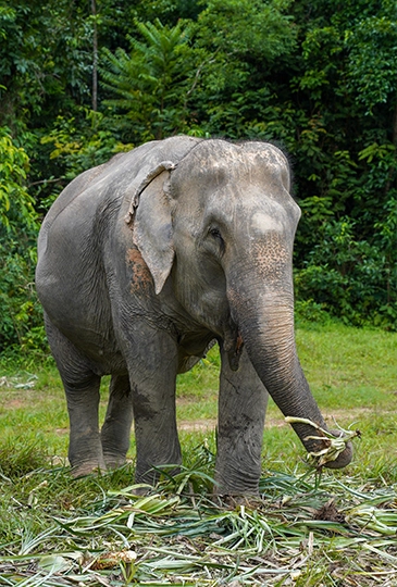 elephant park of phuket