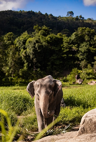 phuket elephant park travel