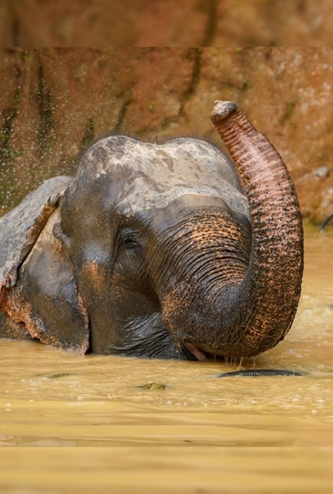 num gaew elephant
