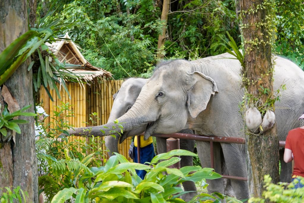elephant park phuket