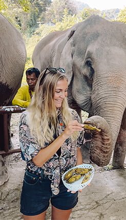 Feed elephant phuket