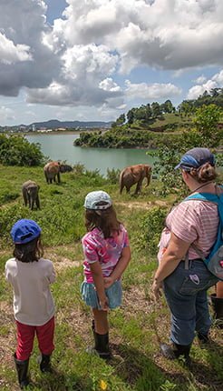 elephant park phuket thail;and