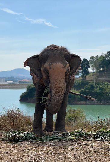 elephant park