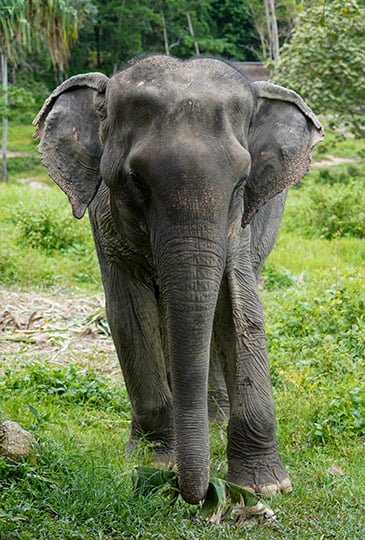 phuket elephant park
