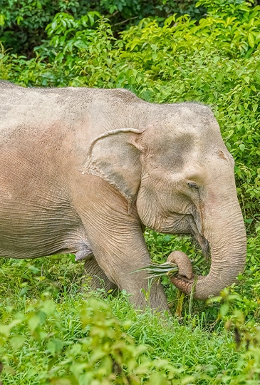 bukit elephant park numchok