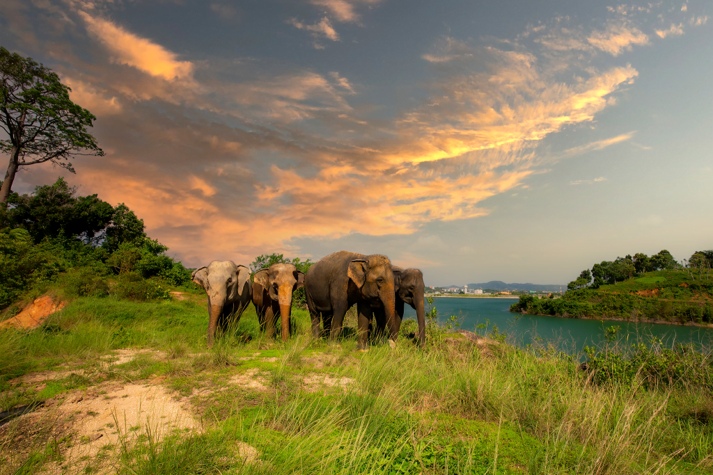 elephant park thailand