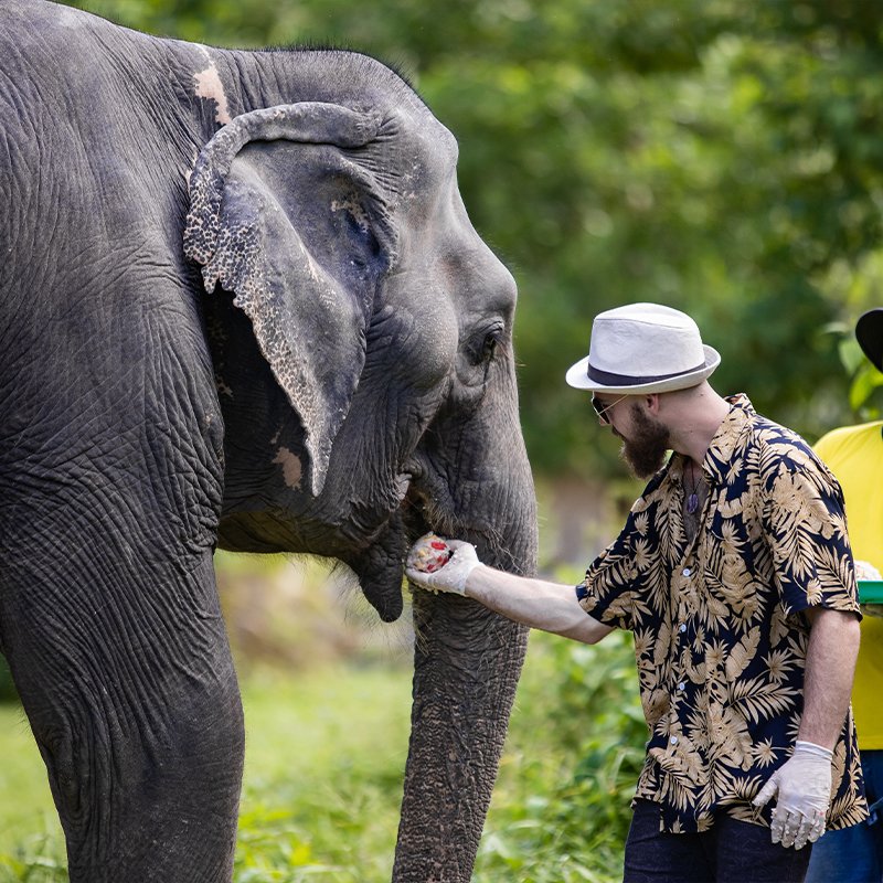 elephant in phuket