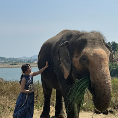 google review bukit elephant park