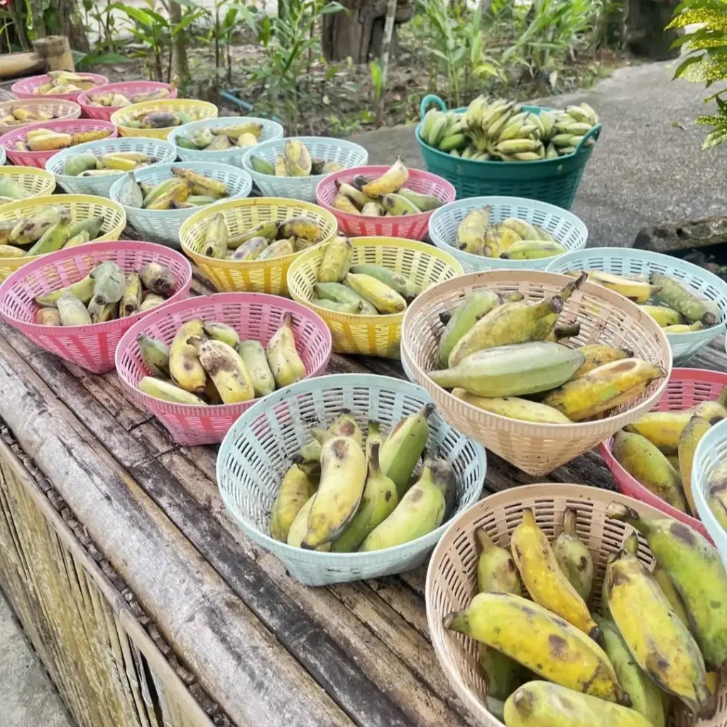 feed-me-banana-1