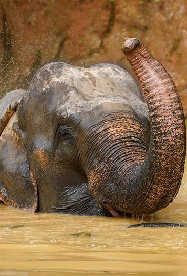 elephant park in phuket